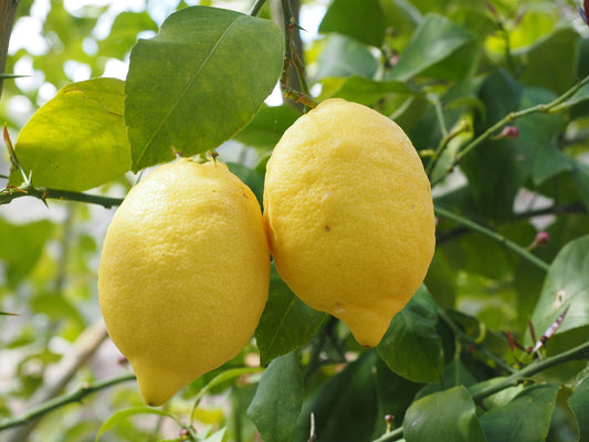 CITRON JAUNE
