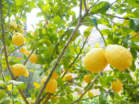 CITRON GREFFE