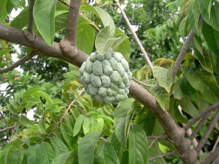 POMME CANNELLE